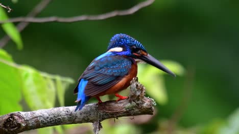 the blue-eared kingfisher is a small kingfisher found in thailand and it is wanted by bird photographers because of its lovely blue ears as it is a small, cute and fluffy blue-feather-ball of a bird