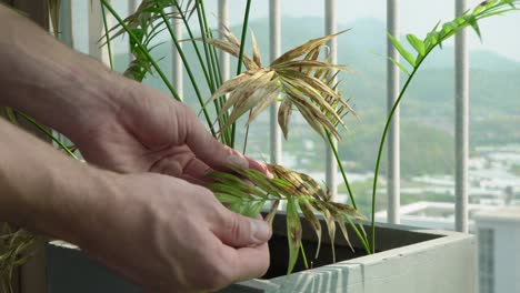 Painful-leaves-in-a-palm-plant-at-the-balcony