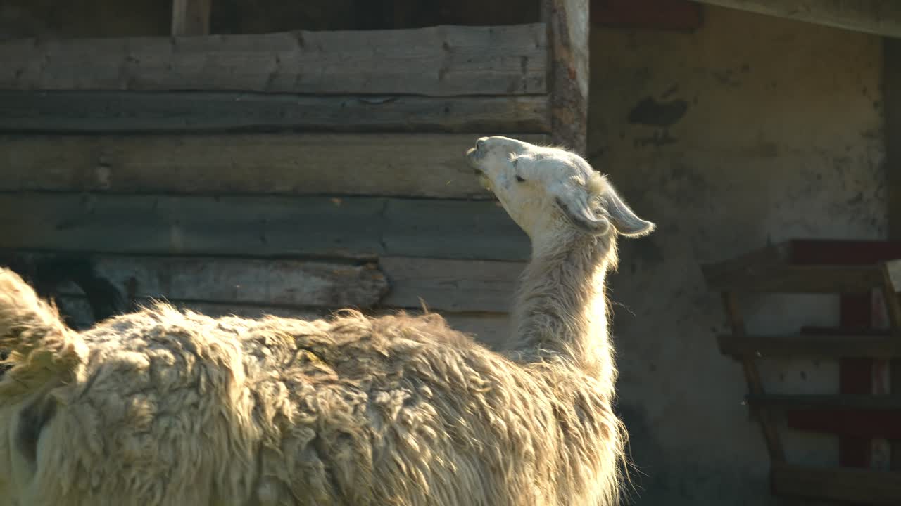 농장 에서 라마 와 알파카