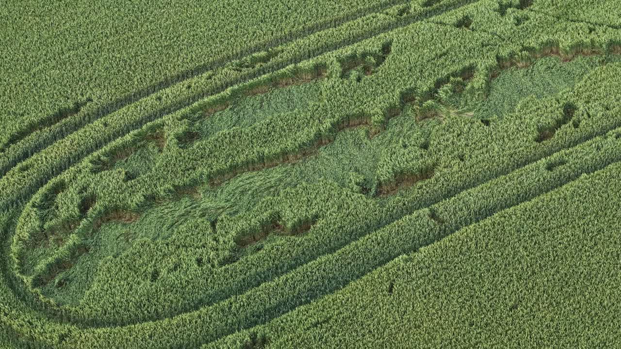 Aerial of circular tractor paths through lush grain field with dense crop coverage