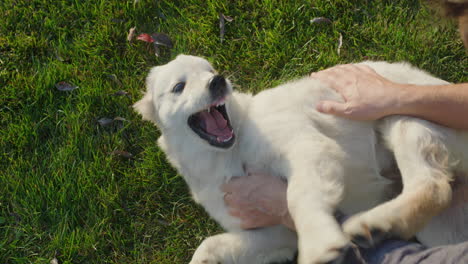 the owner plays with a mischievous golden retriever puppy, who lies on the grass and gets confused to bite the man's hands