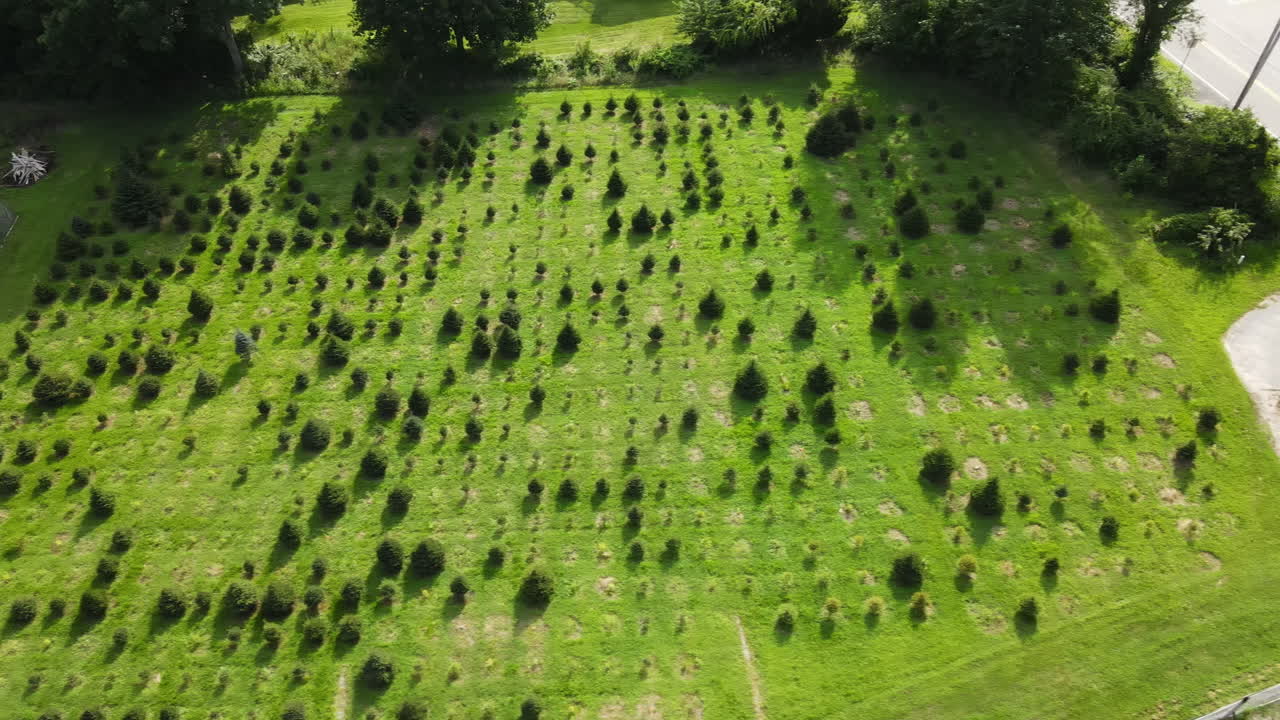 늦여름 크리스마스 트리 농장의 높은 항공 영상
