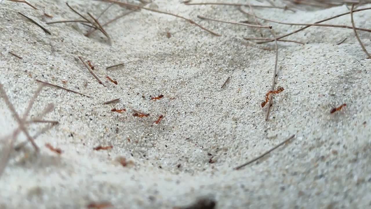 A small, red ant colony inhabits the sandy shores of a tropical beach. The tiny insects are seen moving and interacting within their natural coastal environment.