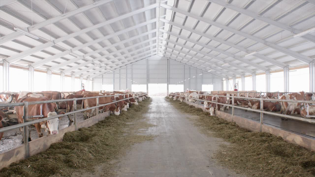 Troupeau de vaches dans une étable moderne et lumineuse