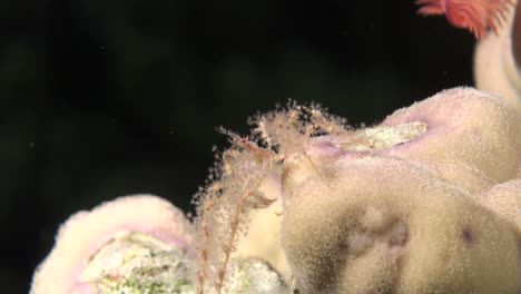 un petit crabe araignée sur le récif de carl pendant une plongée nocturne.