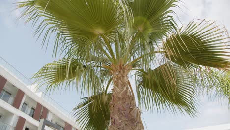 palmera vibrante decorando el área del patio del hotel en la isla de chipre, vista inclinada hacia arriba