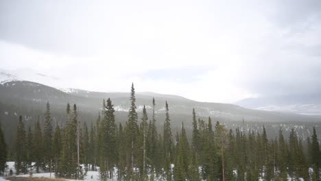 intense snowstorm with wind in mountains covered by pine trees, static