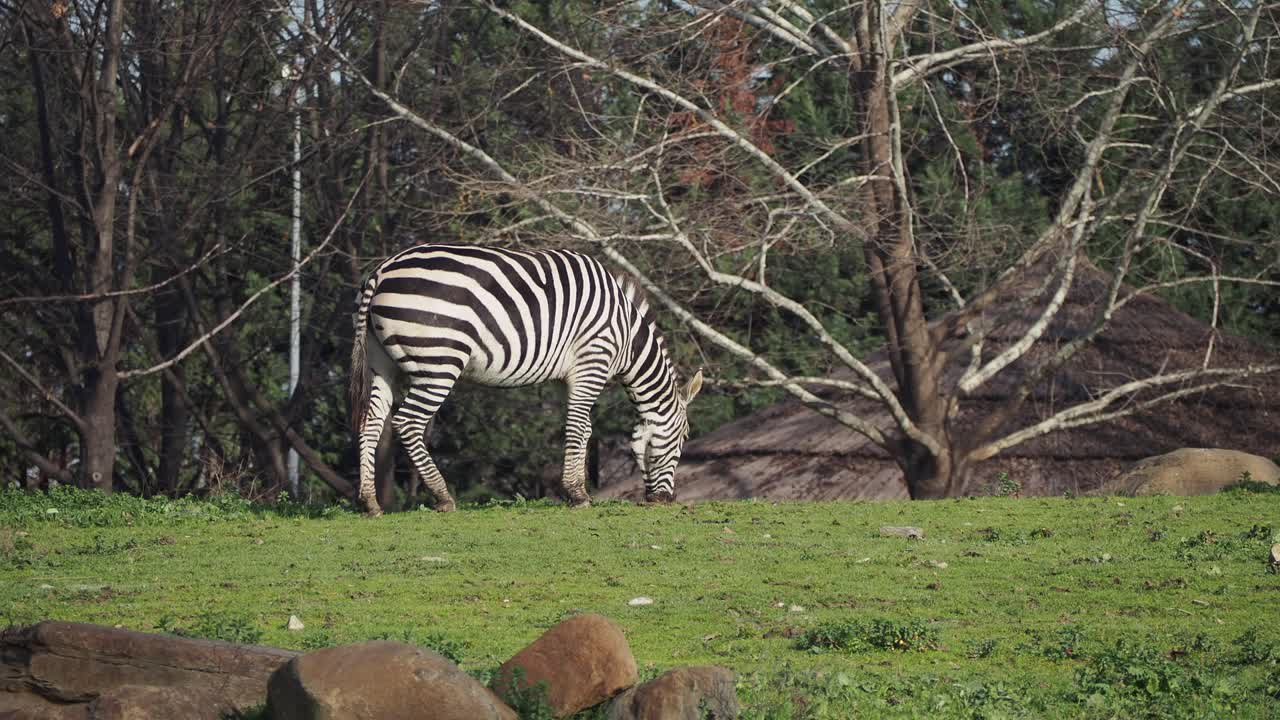 Zebra der græsser fredeligt på grønt græs i dens naturlige omgivelser