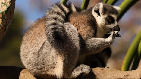 lemur enjoying food on a sunny day