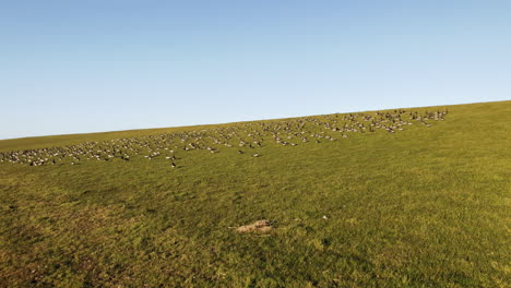 thousands of wild geese walking around on a dyke at the north sea