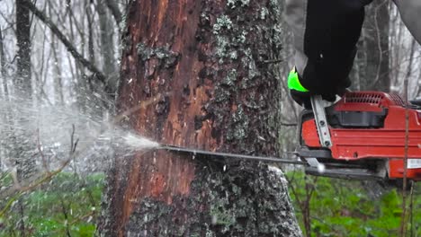 Close up footage of a person cutting and sawing a large tree in a forest with a gasoline run chainsaw in slow motion. The machine is making cuts on the timber or tree preparing to make it fall.
