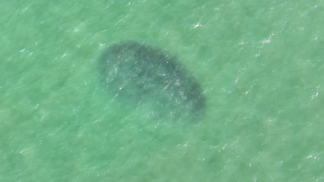 Aerial video of a shimmering school of fish swimming just below the surface in the turquoise waters off Hilton Head Island. The dark mass shifts and sparkles with motion under the midday sun
