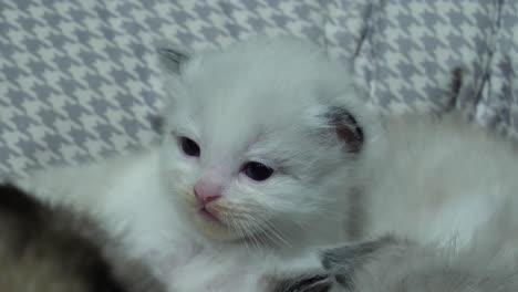 Alertado--Lindo-Gato-Pequeño-Mirando-A-Su-Alrededor