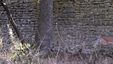 slow motion shot of a family of brown deer running along the stone cobbled wall