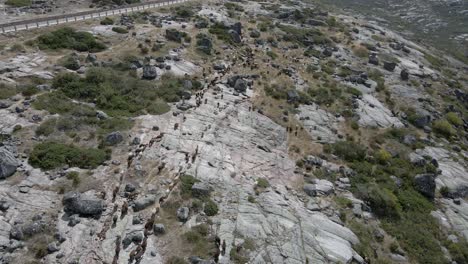 a drone flies over a line of goats on a rocky mountain path