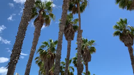 palm trees with a clear sky as background