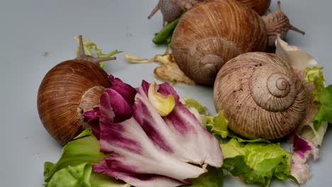 Tiro-De-Lapso-De-Tiempo-De-La-Familia-De-Caracoles-Comiendo-Verduras-Frescas,-Vista-De-Cerca