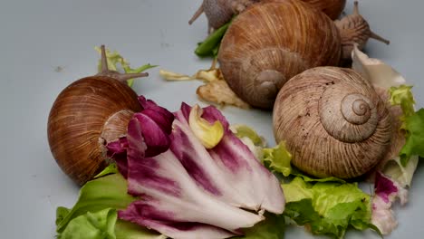 tiro de lapso de tiempo de la familia de caracoles comiendo verduras frescas, vista de cerca