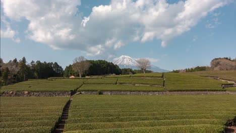 incredible time lapse at green tea fields in japan with mount fuji in background