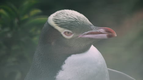 Headshot-View-Of-Yellow-eyed-Penguin-At-Katiki-Point-Lighthouse-In-Moeraki,-New-Zealand