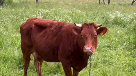 polish red cattle grazing in the pasture with green grass