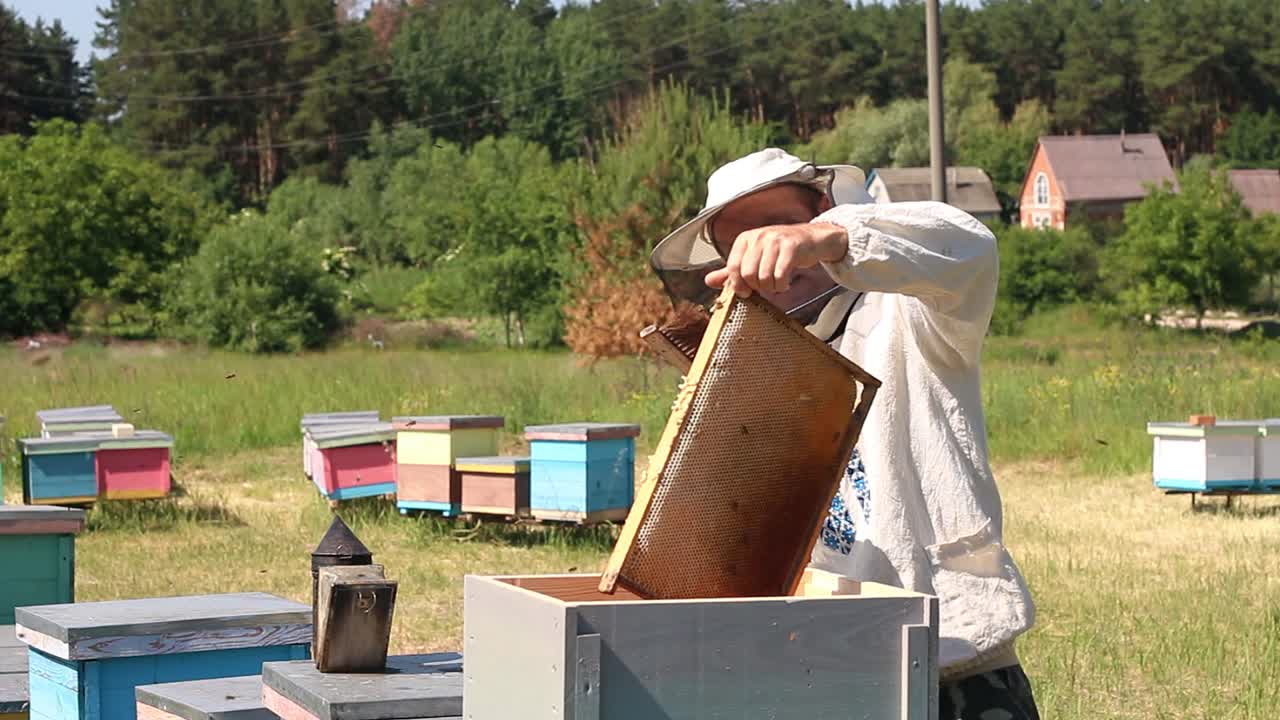 Beekeeper working in apiary among a swarm of bees. Frames of a bee hive. Beekeeping. Honey.