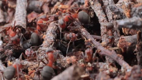 Primer-Plano-De-Hormiga-En-La-Naturaleza.