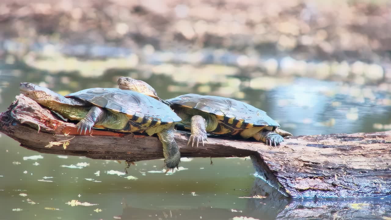 Two funny terrapins stacked on top of each other, attempt to mate in the sun on a log before falling into the water