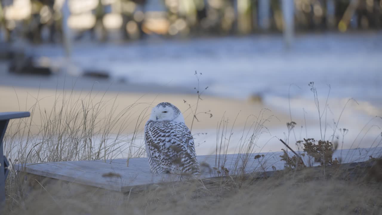 Snowy owl perched on sandy dune grass boardwalk near shoreline in Scarborough Maine