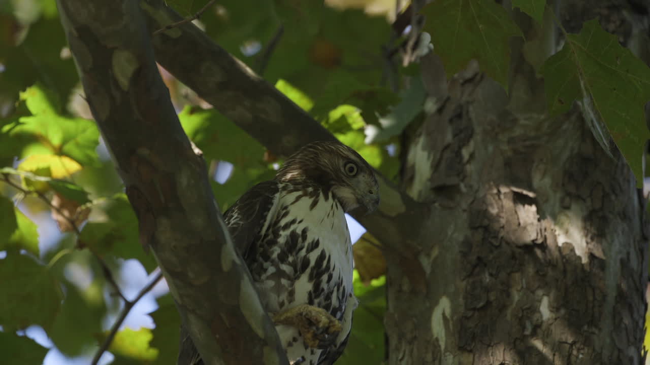 ястреб на дереве