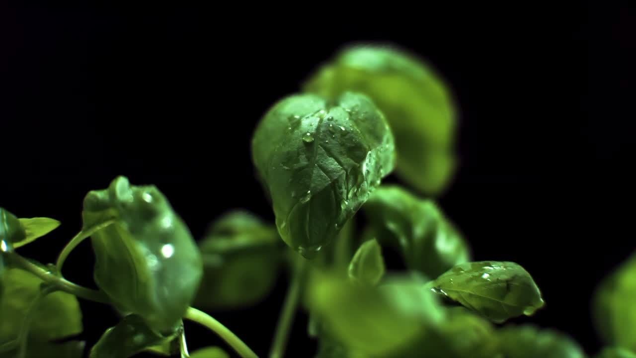 Water droplet super slow motion on fresh basil on black background