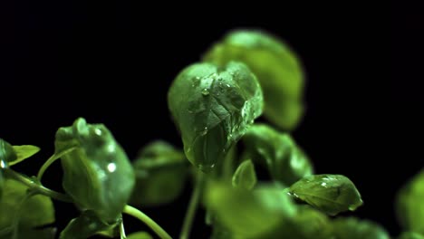 water droplet super slow motion on fresh basil on black background