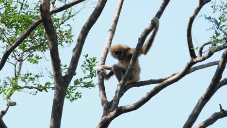 white-handed gibbon, hylobates lar, female