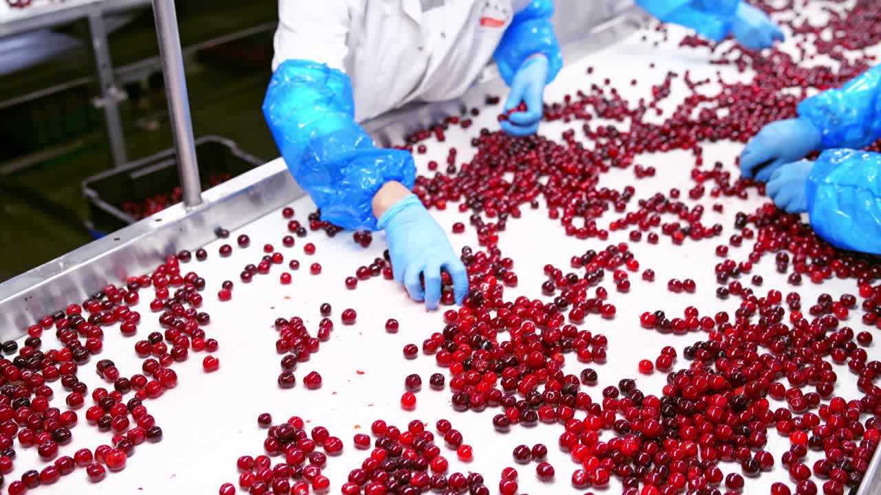 Berry Move Along the Conveyor. Processing of sorting berries on conveyor line