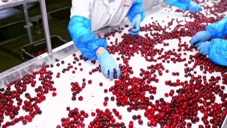 berry move along the conveyor. processing of sorting berries on conveyor line