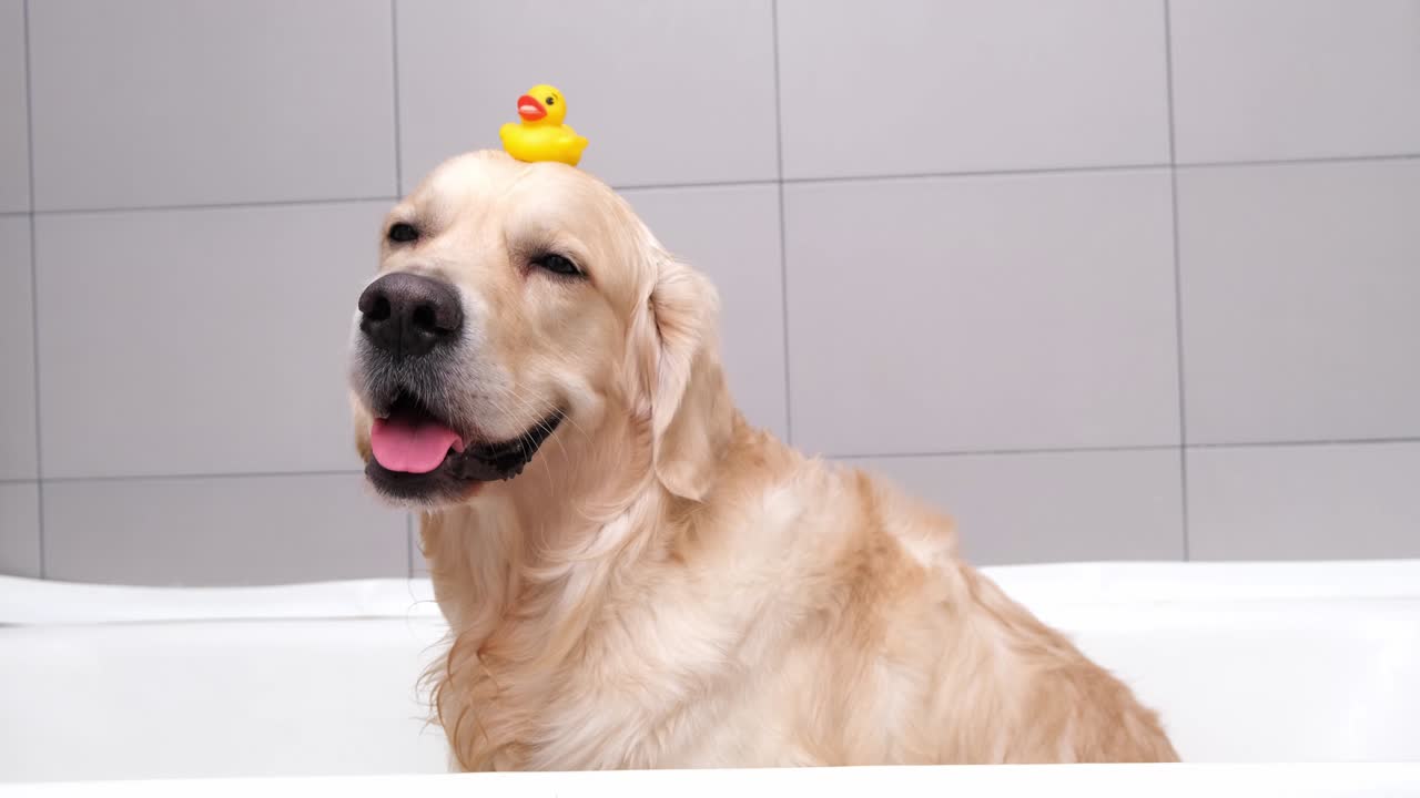 개는 노란색 오리 새끼와 비누 거품과 함께 거품 욕조에 앉아 있습니다. 골든 리트리버는 욕조 액세서리로 목욕합니다.