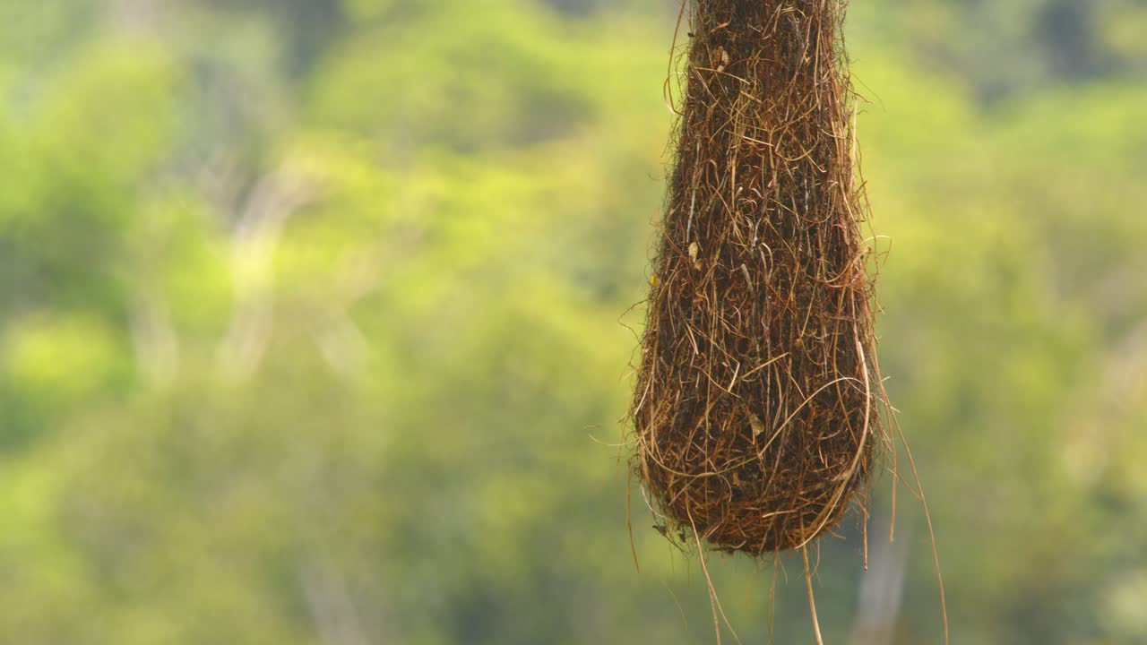 Nella foresta pluviale del Perù, un solitario nido di Oropendola crestata pende delicatamente da un alto ramo della giungla, scatto con messa a fuoco selettiva.