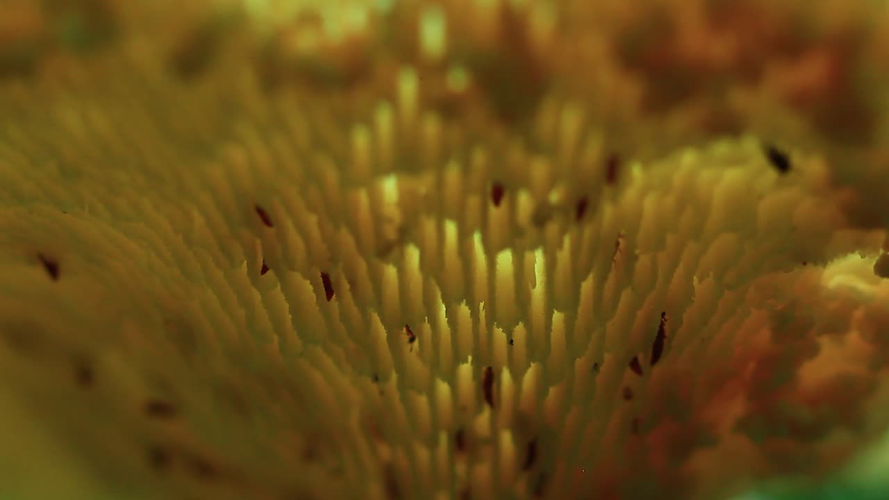 maravillas de la naturaleza: las termitas en acción