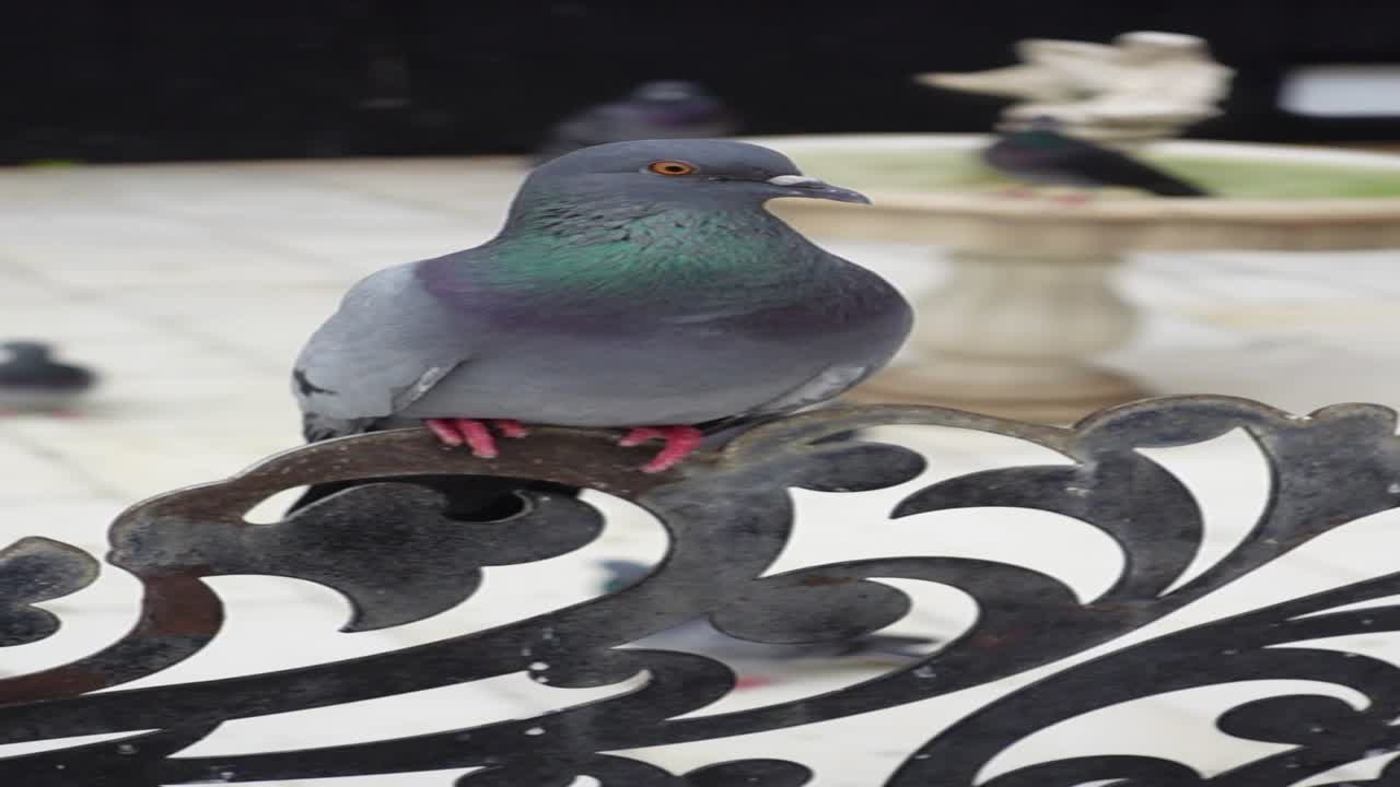 A single pigeon perched on a wrought iron fence