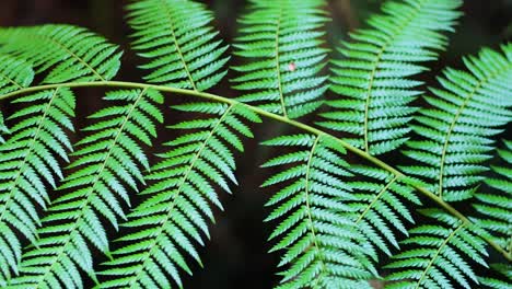 close-up of fern leaves in rainforest