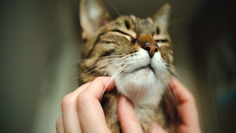 primer plano del gato al que le hace cosquillas el dueño con ambas manos mientras el gato tiene los ojos cerrados