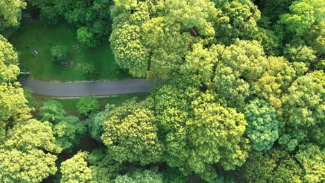 a slow aerial top down drone shot over green trees in a park on a sunny evening with a single empty pathway in view below the trees