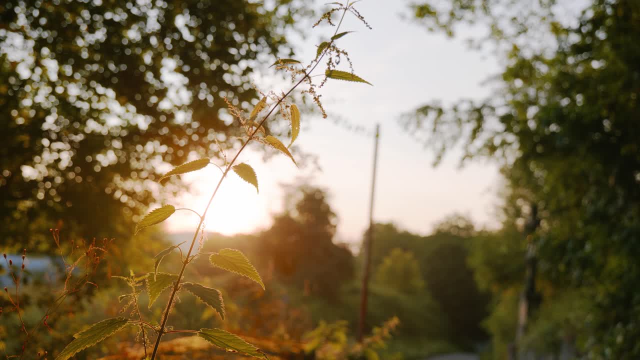 niclas dreier 크리에이티브의 4k 스톡 푸티지