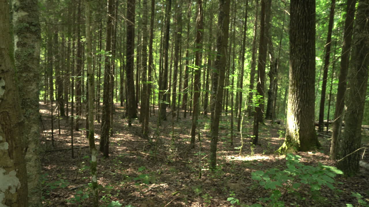 Wild mixed forest. Sunny day. Sunspots, different trees. South Estonia