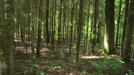 wild mixed forest. sunny day. sunspots, different trees. south estonia