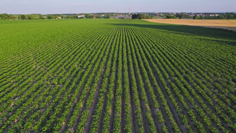 Toma-Aérea-En-Camión-Del-Joven-Campo-De-Maíz-En-El-Campo-Centroeuropeo,-Paso-Elevado-Cinematográfico