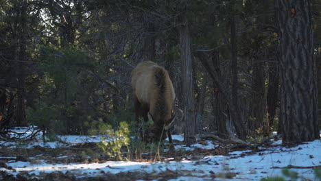 wild elk foraging on snow covered ground at mather campground