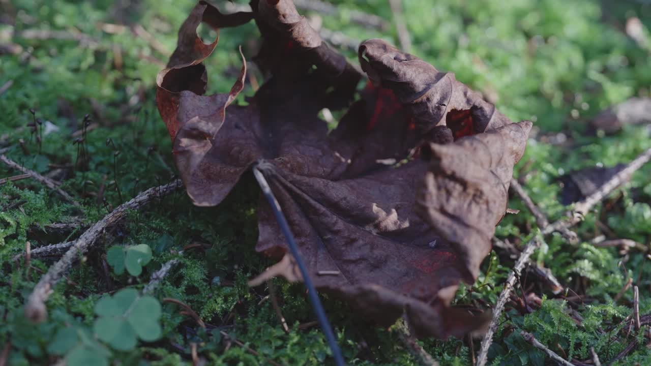 Makrofilmopptak i nærbilde av et tørt blad i skogen