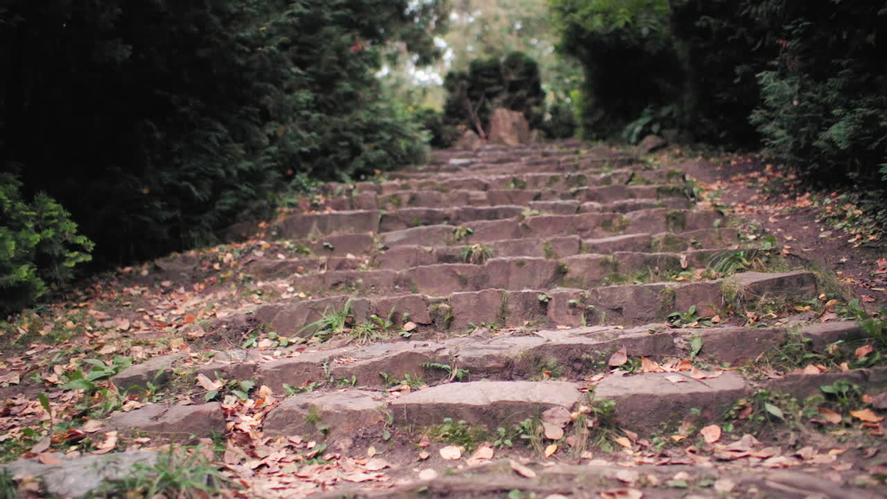 조용한 숲길을 따라 올라가는 돌계단을 확대, 양쪽에는 나무, 풍성한 녹지로 이어지는 소박한 길, 가을의 고요한 숲 속 계단 풍경