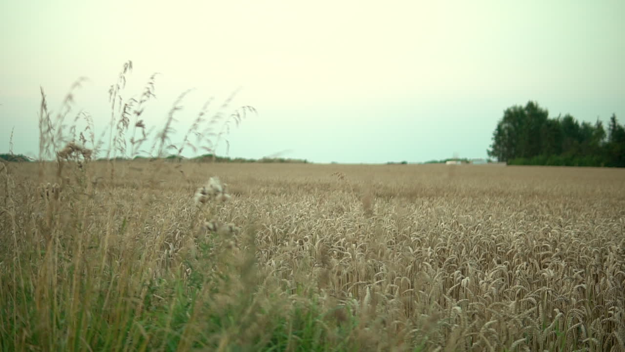 Slow left right pan of the rural fields of Kielno Poland